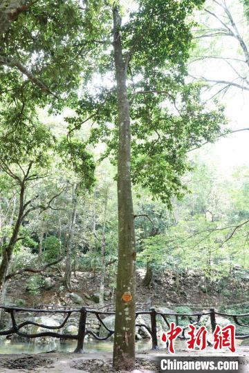 位于金秀瑤族自治縣六巷鄉(xiāng)大嶺村廟山?jīng)_的大瑤山瓊楠?！⒕S 攝
