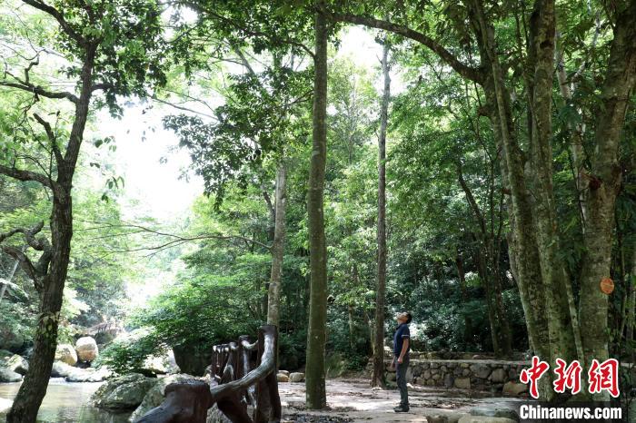 廣西大瑤山國家級自然保護區(qū)管理中心原副主任譚海明在觀察大瑤山瓊楠?！⒕S 攝
