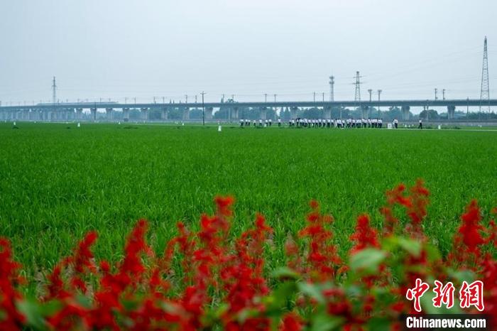 眉山市東坡區(qū)太和鎮(zhèn)永豐村高標準農(nóng)田一角。　劉忠俊 攝