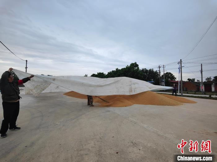 圖為工作人員用塑料布覆蓋麥堆，以防雨淋?！畲笥?攝