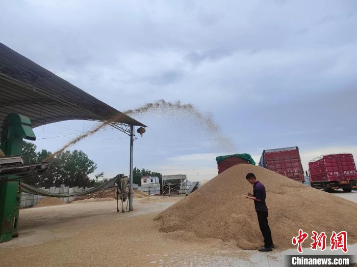 圖為工作人員正在查看剛烘干后的小麥?！畲笥?攝