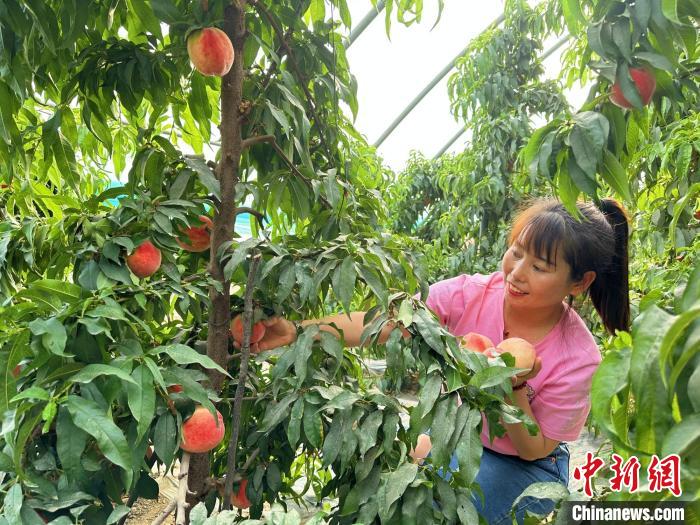 采摘水蜜桃?！⒌?攝