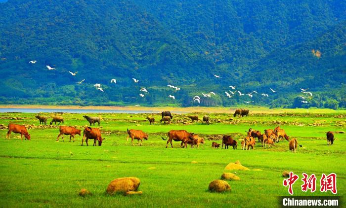廣東科學(xué)治理“地球癌癥”：沙退林進點“石”成“金”