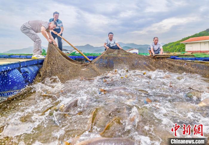 村民在漁排收獲紅鼓魚。(資料圖) 李郁 攝