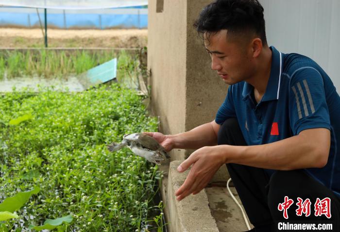 潘軍杰正在查看種鱉的健康狀況?！￡惣覙?攝
