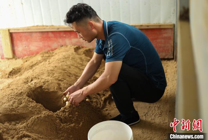 潘軍杰正在收老鱉產(chǎn)的鱉蛋?！￡惣覙?攝