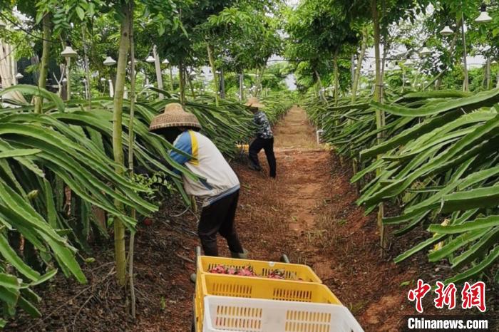 儋州市中和鎮(zhèn)水井嶺水果種植基地的火龍果迎來(lái)采摘期?！×栝?攝