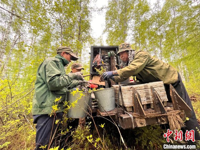 圖為林業(yè)職工利用機(jī)械設(shè)備運(yùn)送苗木?！埿?攝