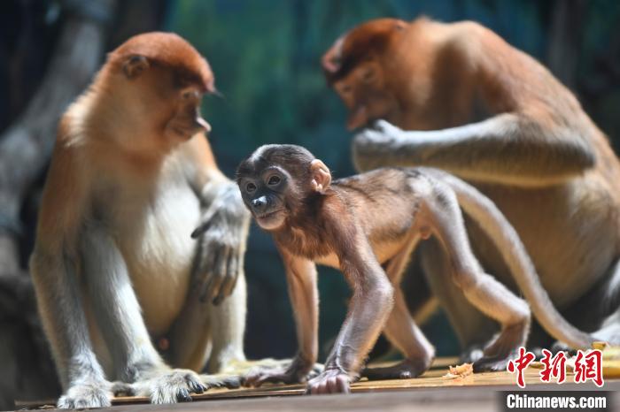 廣州長隆野生動物世界引進瀕危物種長鼻猴7年以來，族群每年都在壯大?！￡愺K旻 攝