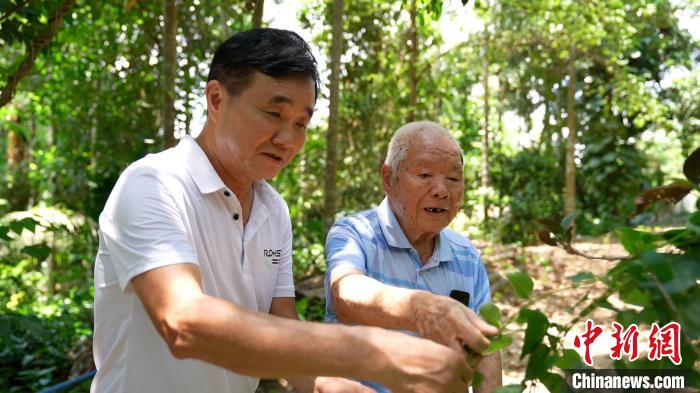 圖為鄭道錦(右)和兒子鄭立平(左)在自家藥園中查看南藥長勢?！￡愑⑶?攝