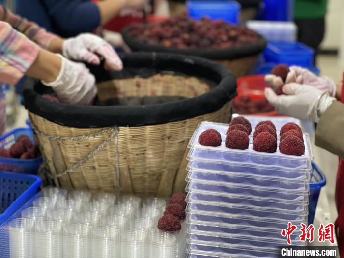 梅農包裝楊梅。　臨海市委宣傳部供圖