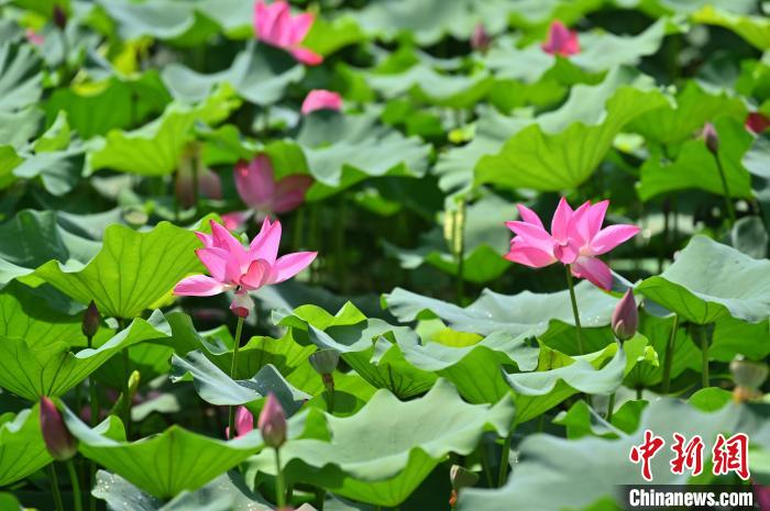 圖為貴港市港南區(qū)東津鎮(zhèn)沖口屯的荷花迎來盛花期?！∮峋?攝