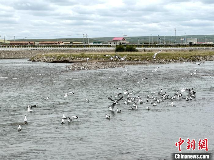 圖為青海湖北岸沙柳河魚鳥共生。　李雋 攝