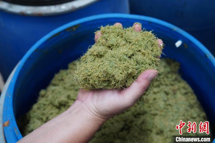 養(yǎng)牛場(chǎng)使用牧草、玉米、豆粕等制成的飼料?！⊥跻哉?攝