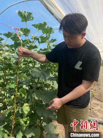 圖為“00后”新農(nóng)人趙錦畑在自家大棚檢查蜜瓜種植情況。　宋丹 　攝