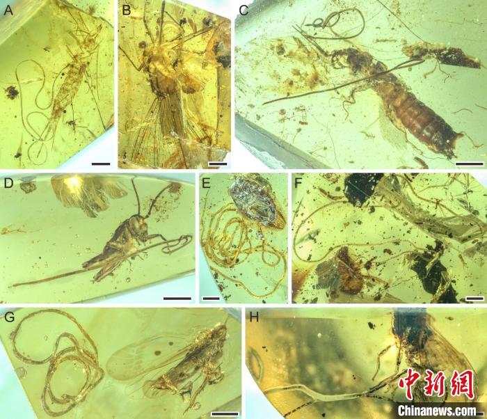 昆蟲被索線蟲寄生?！∧瞎潘?供圖