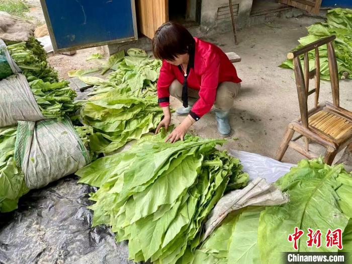 圖為江西省吉安市安福縣寮塘鄉(xiāng)中心煙站的工作人員正在熟練地對(duì)煙葉進(jìn)行分級(jí)?！±顦纺?攝