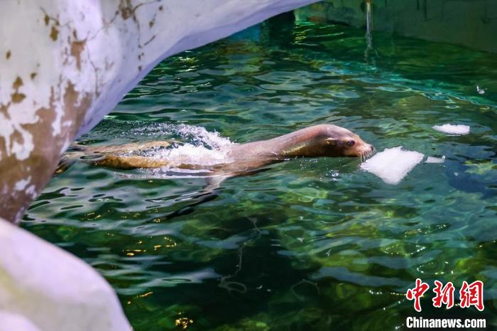 降溫冰塊放置水中，海獅盡享清涼?！°蟛?攝