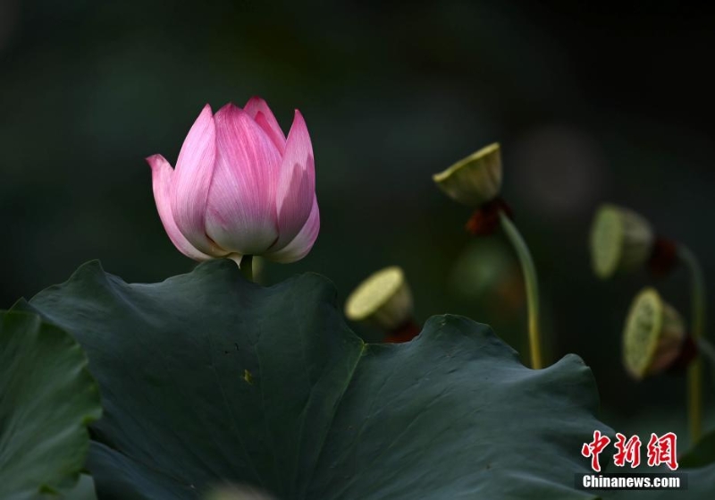 四川成都：“大暑”節(jié)氣荷花盛開(kāi)