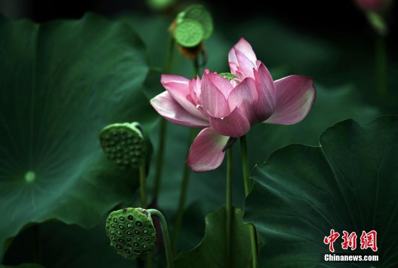 四川成都：“大暑”節(jié)氣荷花盛開(kāi)
