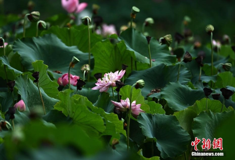 四川成都：“大暑”節(jié)氣荷花盛開(kāi)