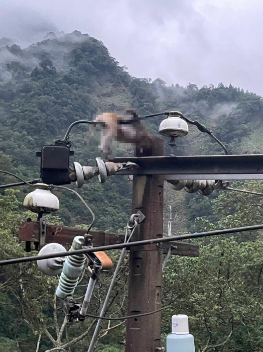 苗栗縣南莊山區(qū)無(wú)預(yù)警停電 獼猴惹禍觸電焦黑亡