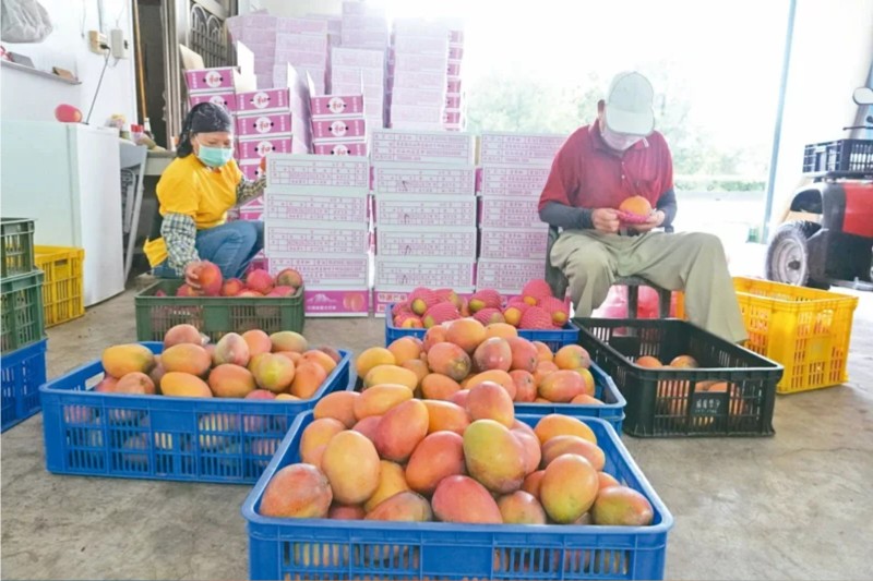 大陸國臺辦昨天宣布，自昨日起暫停臺灣芒果輸陸，引起兩岸關(guān)注。圖為農(nóng)民將盛產(chǎn)成熟的愛文芒果採摘下來，送到產(chǎn)銷班分級、包裝。本報資料照片 聯(lián)合報