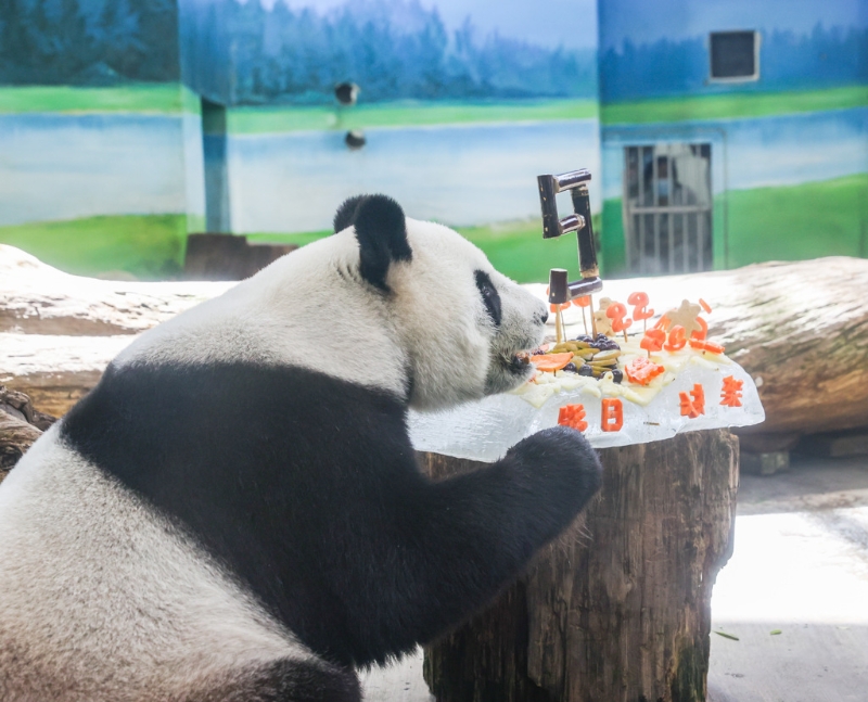 臺北市立動物園的大貓熊「圓圓」30日歡度19歲生日，保育員絞盡腦汁，運(yùn)用大貓熊的日常食物制作專屬的「蛋糕」，為了給「圓圓」一個生日驚喜。（圖／記者羅永銘攝影）.jpg