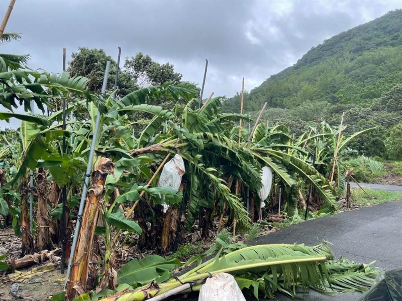 旗山區(qū)柯姓香蕉農(nóng)指出，這次海葵強(qiáng)風(fēng)暴雨造成香蕉樹傾倒嚴(yán)重。（林雅惠攝）