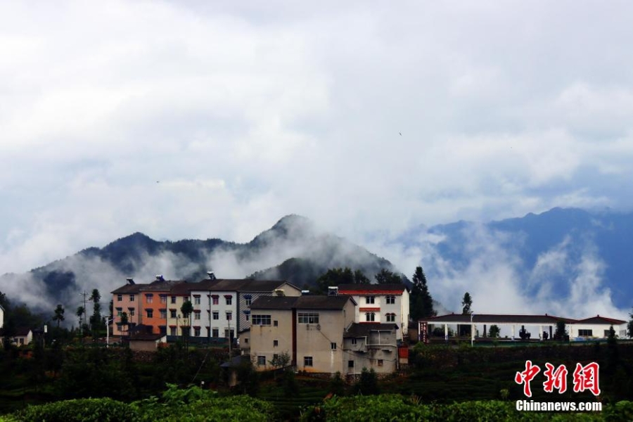 三峽壩區(qū)：“云海茶谷”風景美如畫