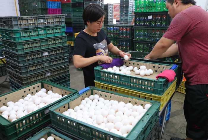 圖為臺灣蛋行員工正在仔細(xì)挑蛋。 圖片來源：臺灣“中時(shí)新聞網(wǎng)”