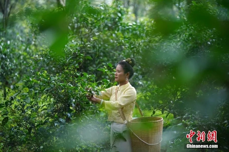 圖為景邁山茶農(nóng)正在采摘茶葉。中新社記者 劉冉陽(yáng) 攝