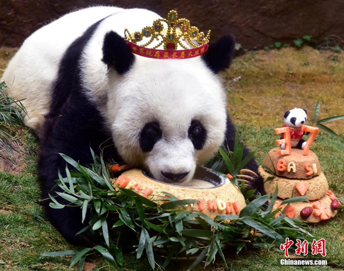 資料圖：2017年1月18日，37歲“巴斯”獲最長壽圈養(yǎng)大熊貓世界紀錄并慶生。<a target='_blank' href='/'>中新社</a>記者 劉可耕 攝