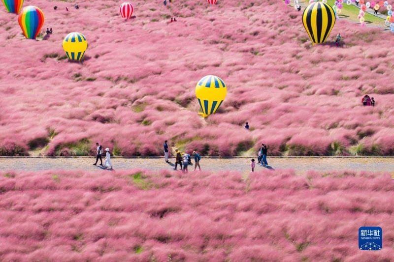10月5日，在江蘇省南京八卦洲陌上花渡，游人在粉黛亂子草叢中游玩（無人機(jī)照片）。（圖源：新華社）