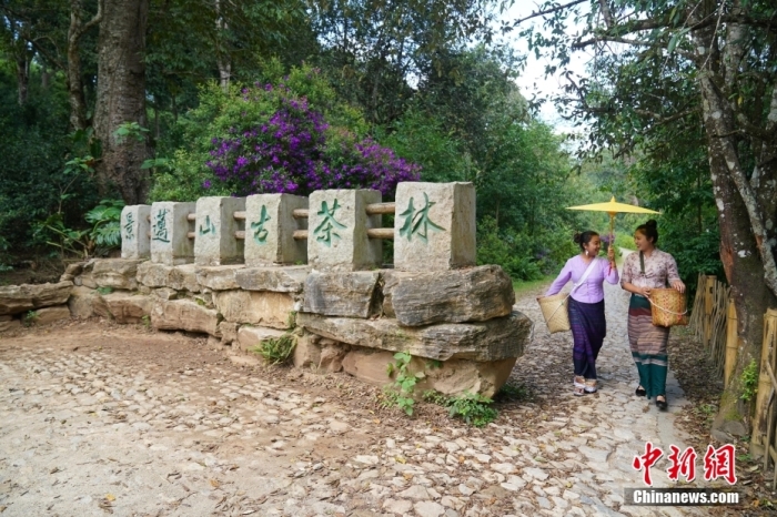普洱景邁山古茶林文化景觀位于中國云南省普洱市瀾滄拉祜族自治縣惠民鎮(zhèn)。<a target='_blank' href='/'>中新社</a>記者 劉冉陽 攝