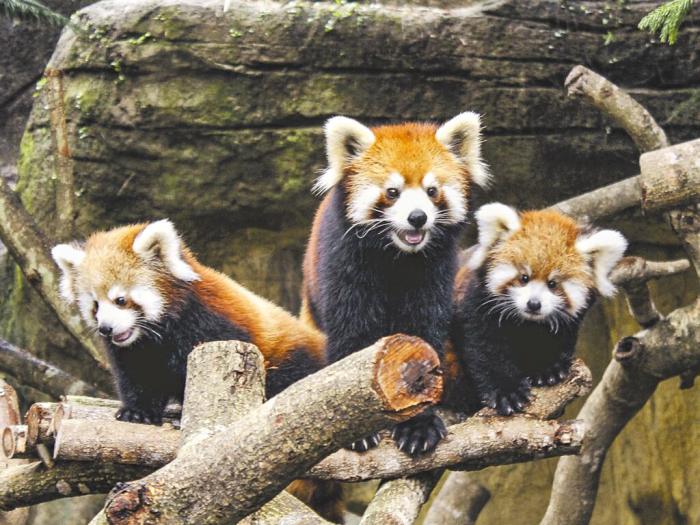 臺(tái)北市立動(dòng)物園小貓熊。圖片來源：臺(tái)灣《中國時(shí)報(bào)》 臺(tái)北市立動(dòng)物園提供