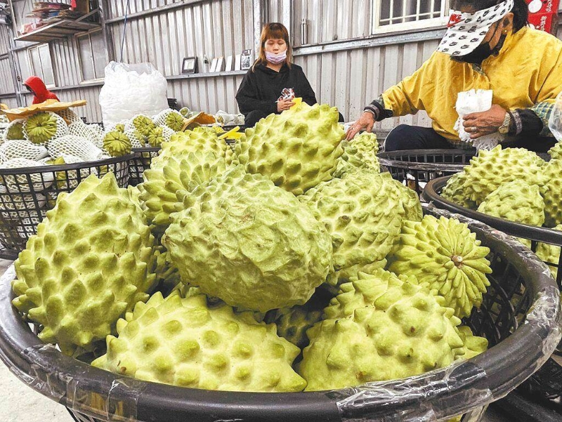 大陸近日宣布恢復(fù)鳳梨釋迦銷(xiāo)陸。（報(bào)系資料照） 圖片來(lái)源：臺(tái)灣“中時(shí)新聞網(wǎng)”.jpg