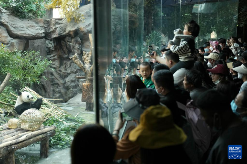 4月30日，游客在北京動物園大熊貓館觀賞大熊貓。（圖源：新華社）