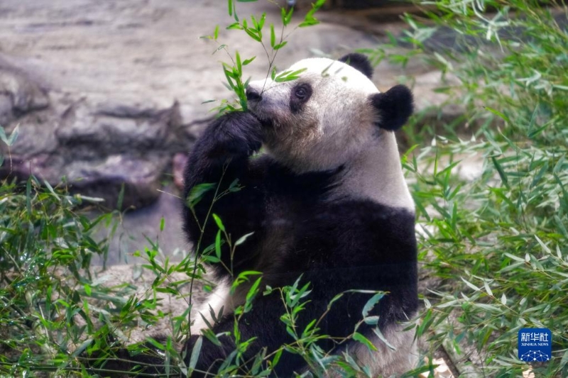 這是2月19日在日本東京上野動物園拍攝的大熊貓“香香”。（圖源：新華社）