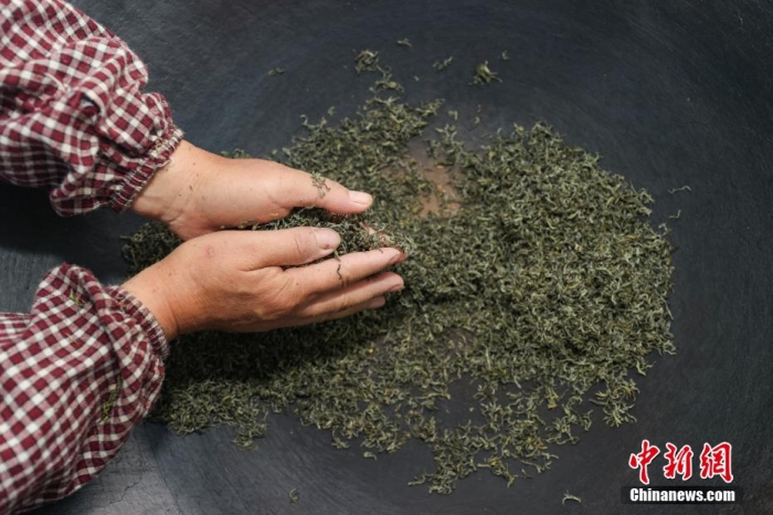 貴定縣云霧鎮(zhèn)一家茶葉加工坊工人用傳統(tǒng)手工方式將“云霧貢茶”揉制成形。瞿宏倫 攝