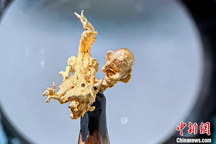 臺(tái)灣雕刻家創(chuàng)作微型“黃金龍”迎龍年