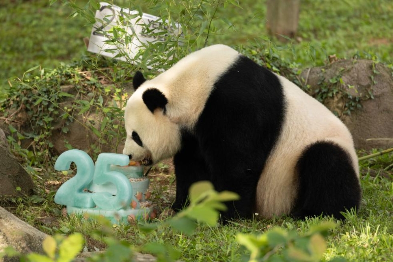 7月22日，在美國華盛頓史密森學(xué)會(huì)國家動(dòng)物園，迎來25歲生日的大熊貓“美香”享用生日蛋糕。（圖源：新華社）