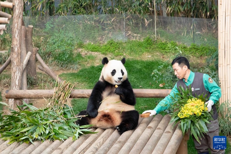 3月3日，在位于韓國京畿道龍仁市的愛寶樂園，飼養(yǎng)員為大熊貓“福寶”準備美食。新華社記者 姚琪琳 攝