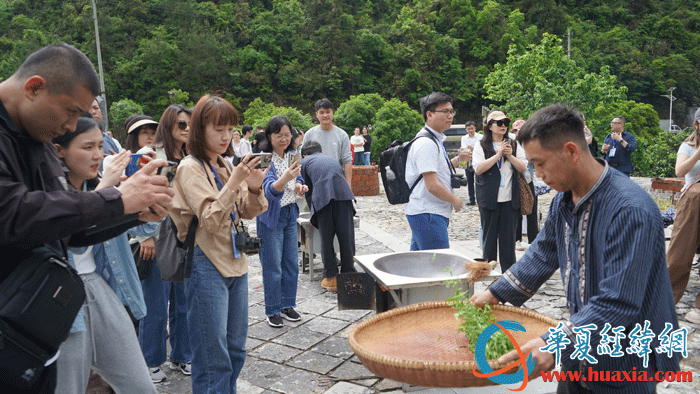 黃金茶技藝傳承人向華文展示炒茶技藝。（攝影：虞鷹）