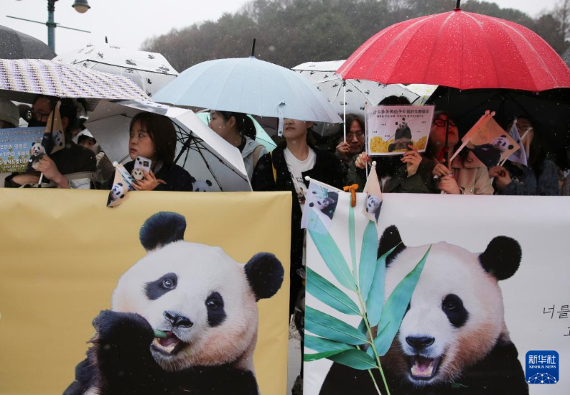 4月3日，人們在韓國京畿道龍仁市的愛寶樂園雨中送別大熊貓“福寶”。（圖源：新華社）