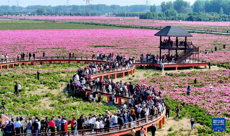 5月1日，在安徽省亳州市譙城區(qū)十八里鎮(zhèn)蔣李村，游人在芍藥花海里賞花游玩。（圖源：新華社）