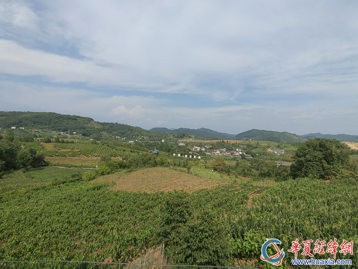 俯瞰池河鎮(zhèn)明星村“最美桑?！泵谰?。