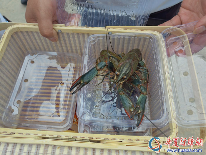 養(yǎng)殖的富硒淡水龍蝦。