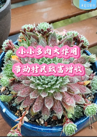小小多肉大作用，帶動村民致富增收