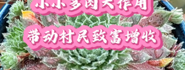 小小多肉大作用，帶動村民致富增收